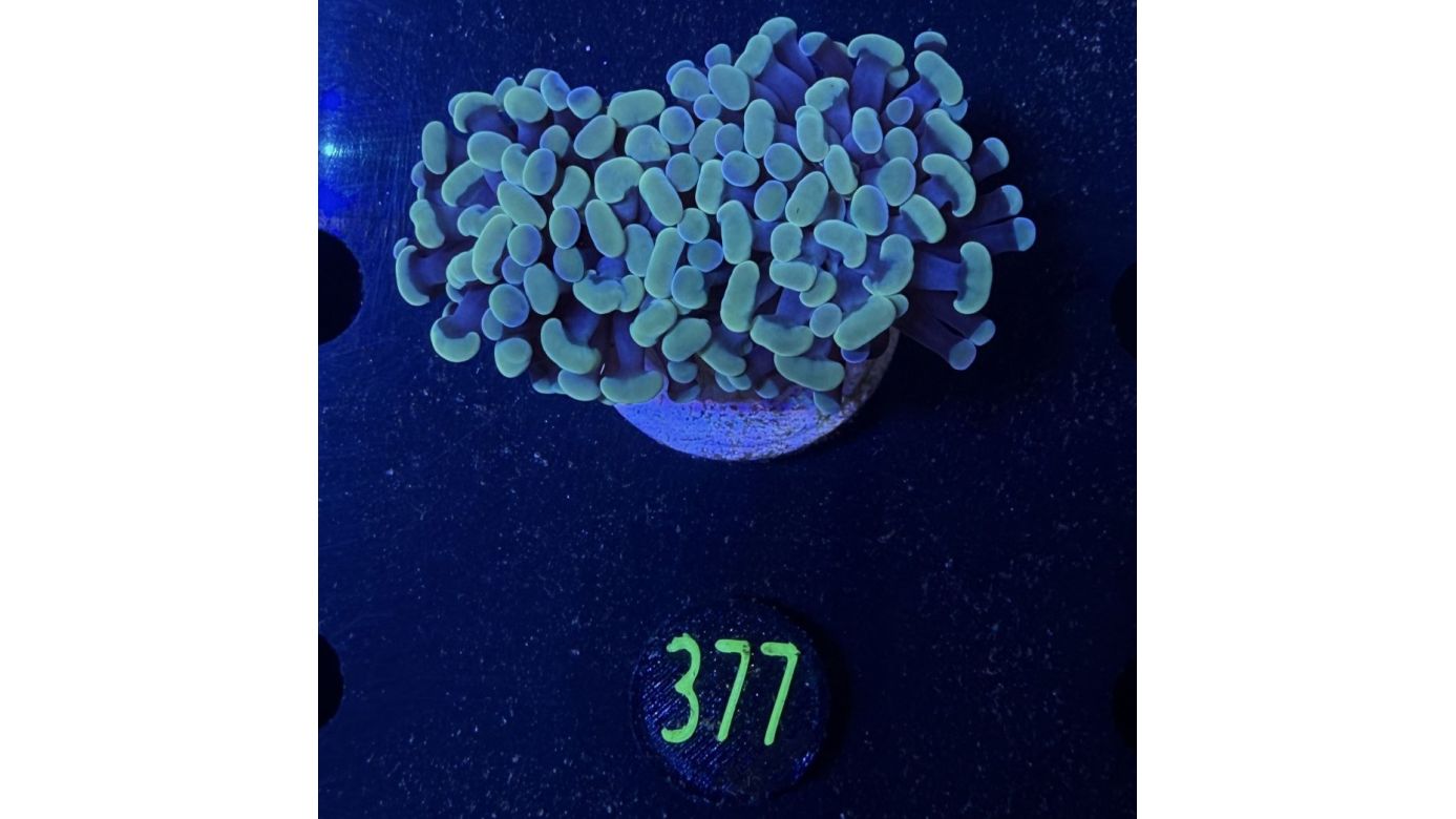 Euphyllia paraancora 2 Kopf "gold multi" 0377