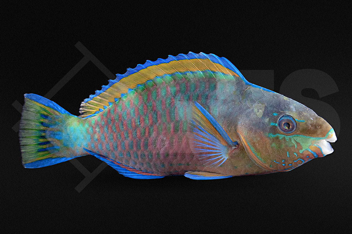 Scarus quoyi - Regenbogen Papageifisch