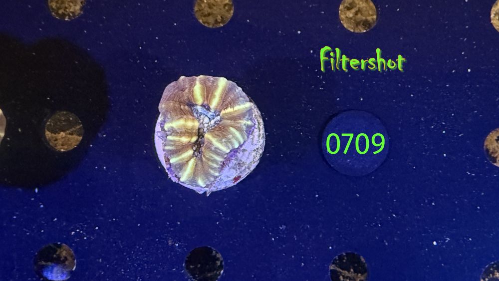 Lobophyllia sp. WYSIWYG 0709