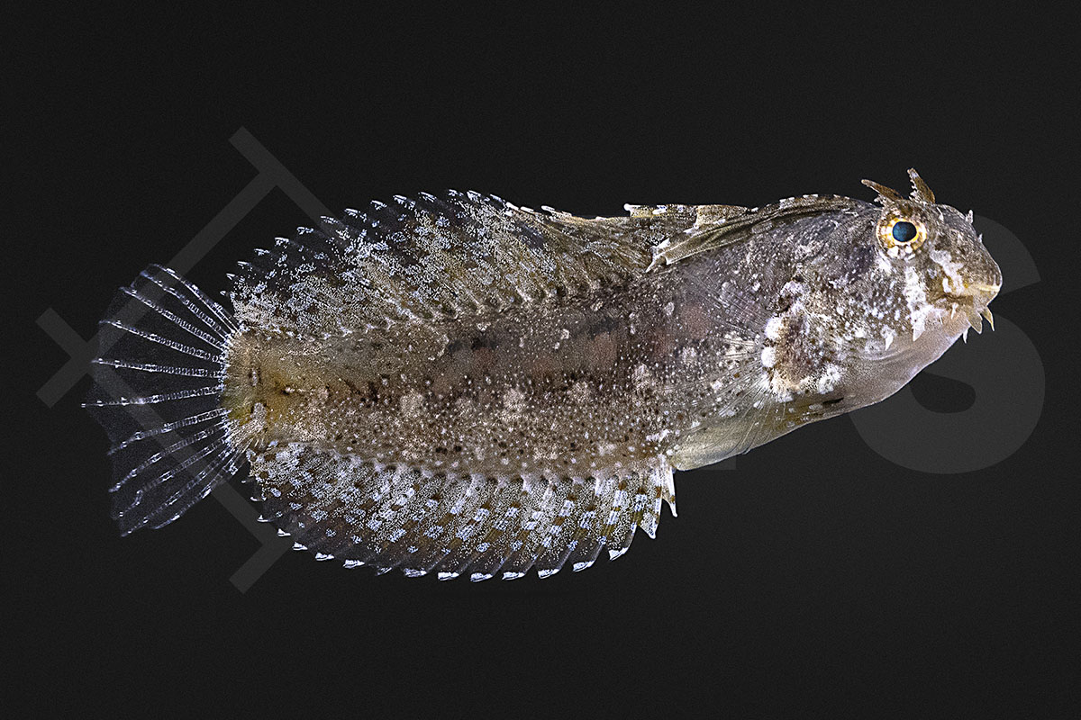 Petroscirtes mitratus - Säbelzahnschleimfisch