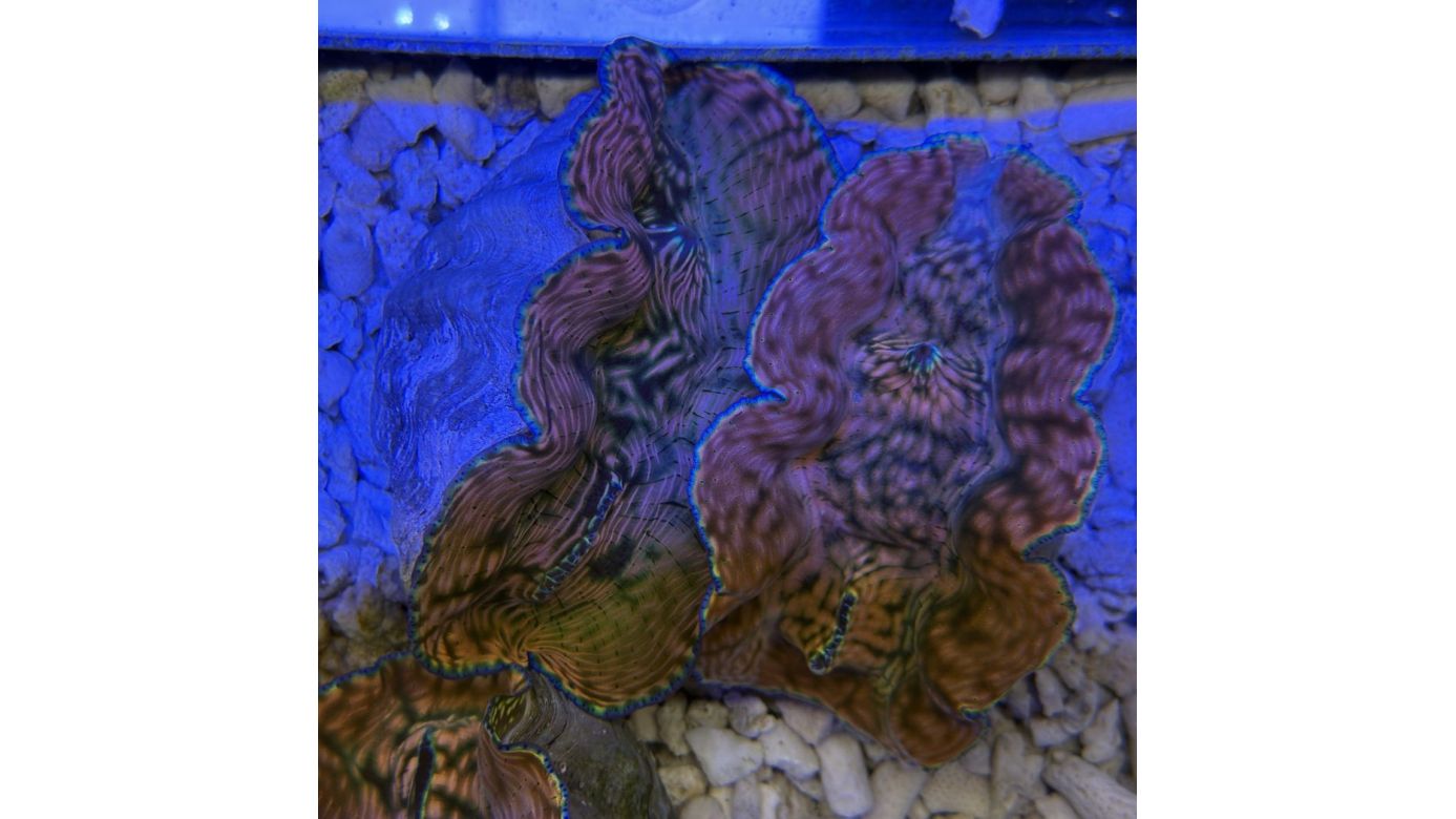 Tridacna derasa Muschel 10-11cm 0204