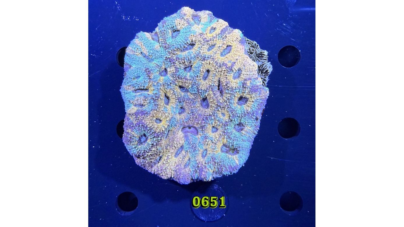 Acanthastrea sp. WYSIWYG 0651