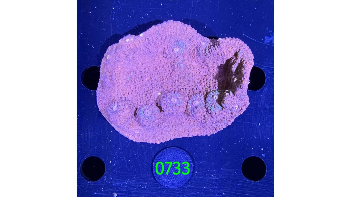 Echinophyllia/Chalice WYSIWYG 0733