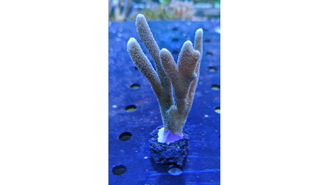 Montipora digitata - Kleinpolypige Steinkoralle Blau Deutsche Nachzucht 0059