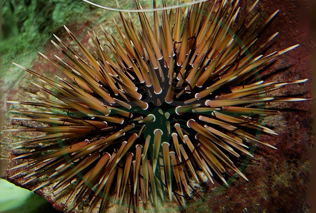 Echinometra Mathaei - Riffdach Bohrseeigel