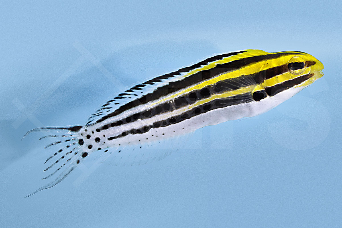 Meiacanthus grammistes - Zebra-Schleimfisch NZ