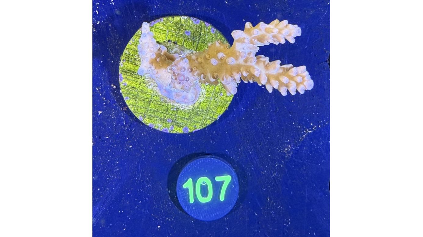 Acropora sp. WYSIWYG 0107