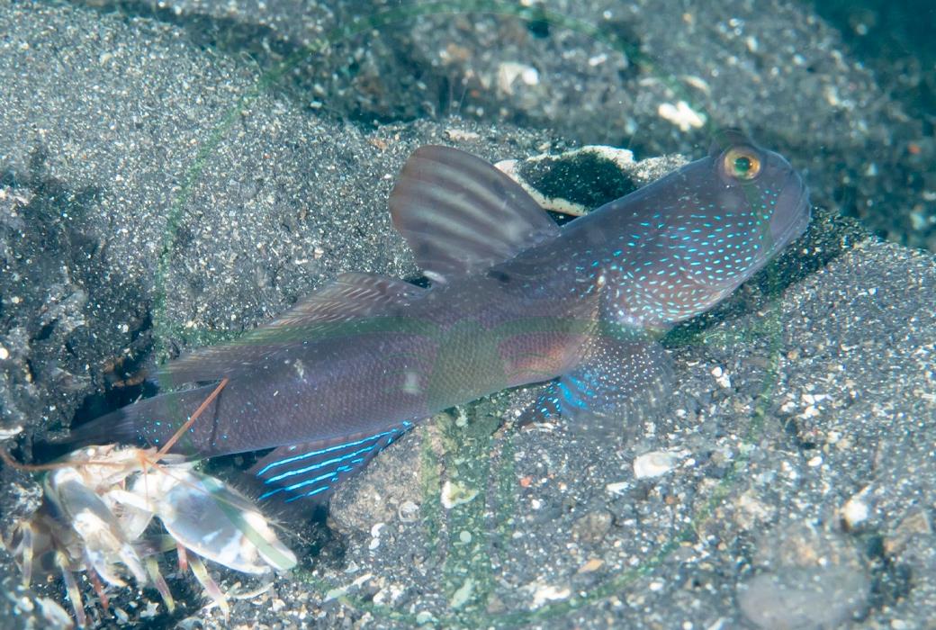 Cryptocentrus Fasciatus - Blaupunkt Wächtergrundel