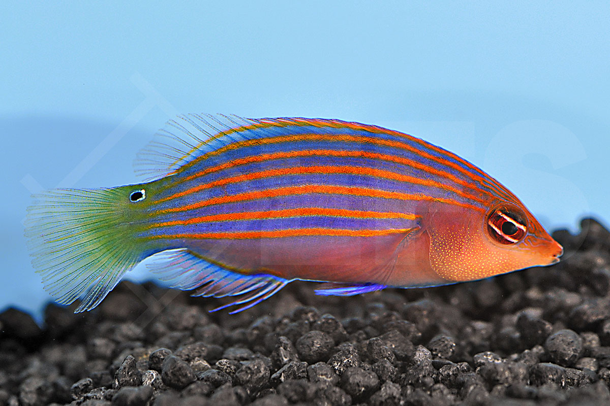 Pseudocheilinus hexataenia - Sechsstreifen Lippfisch