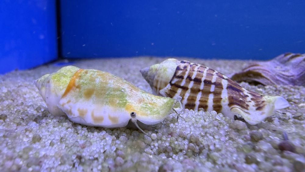 Maculastrombus mutabilis - Veränderliche Flügelschnecke