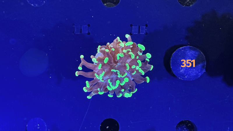 Euphyllia paraancora 1 Kopf "grün" PlanktonPlus Nachzucht 0351
