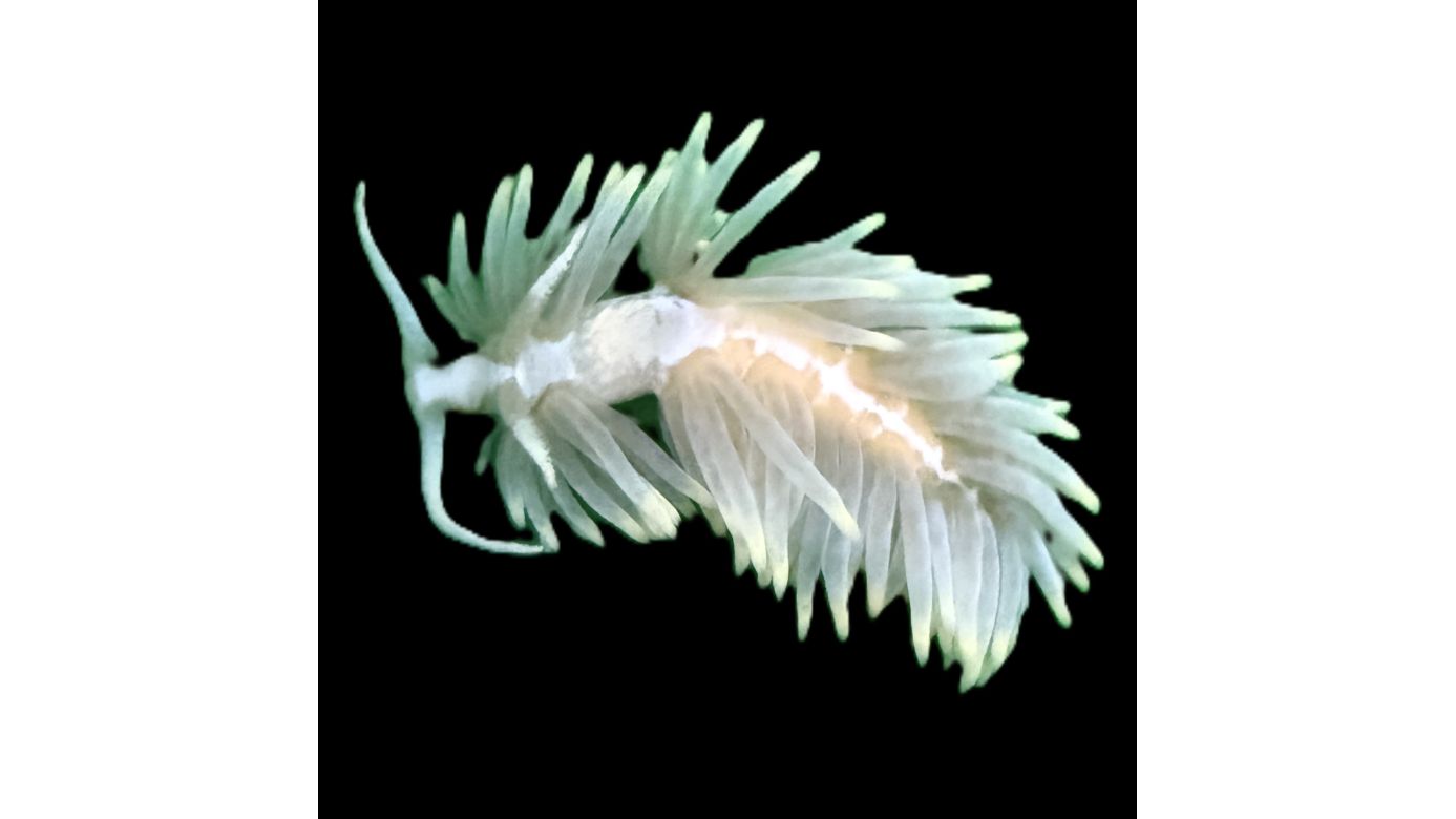 Berghia stephanieae - Glasrosenfressende Nacktschnecke PPNZ