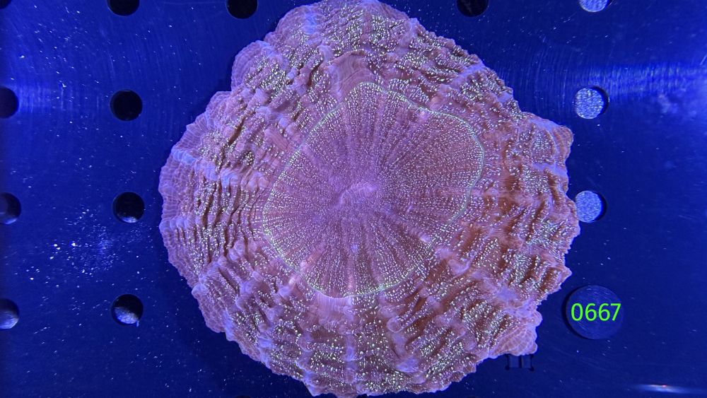 Acanthopyhllia deshayesiana WYSIWYG 0667