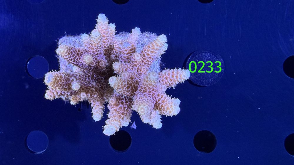 Acropora sp. WYSIWYG 0233