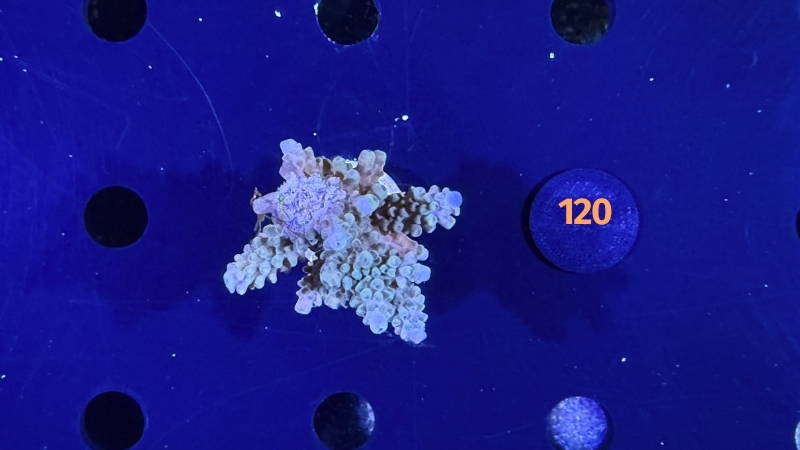 Acropora sp. WYSIWYG 0120