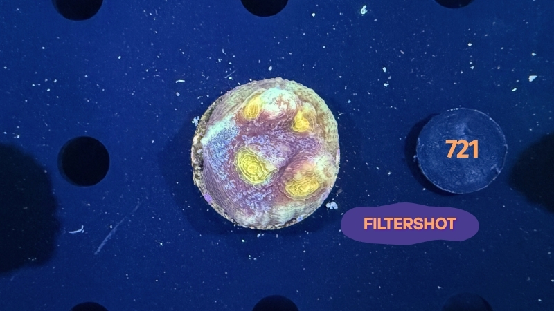 Mycedium robokaki WYSIWYG 0721