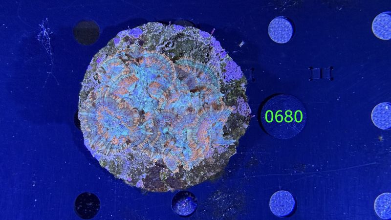 Rhodactis sp. Rock WYSIWYG 0680