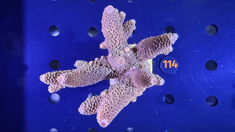 Acropora sp. WYSIWYG 0114