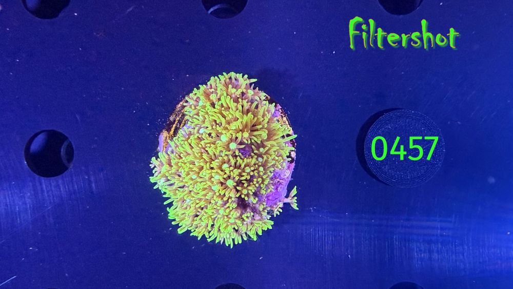 Briareum sp. - Affenhaar DNZ 0457