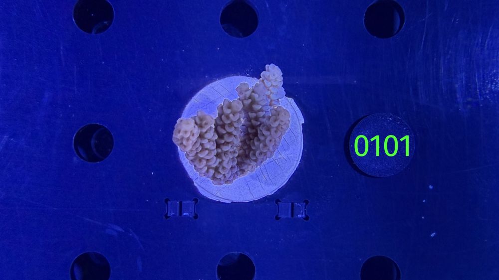 Acropora sp. WYSIWYG 0101