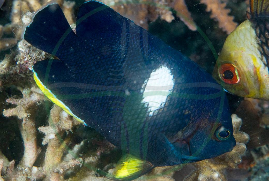 Centropyge tibicen - Schlüsselloch Zwergkaiserfisch