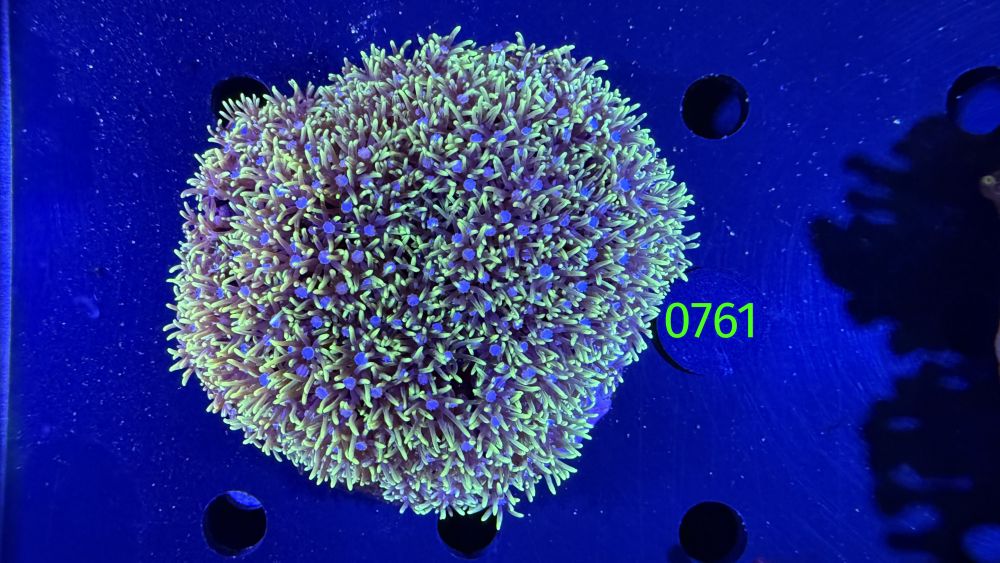 Briareum sp. - WYSIWYG 0761