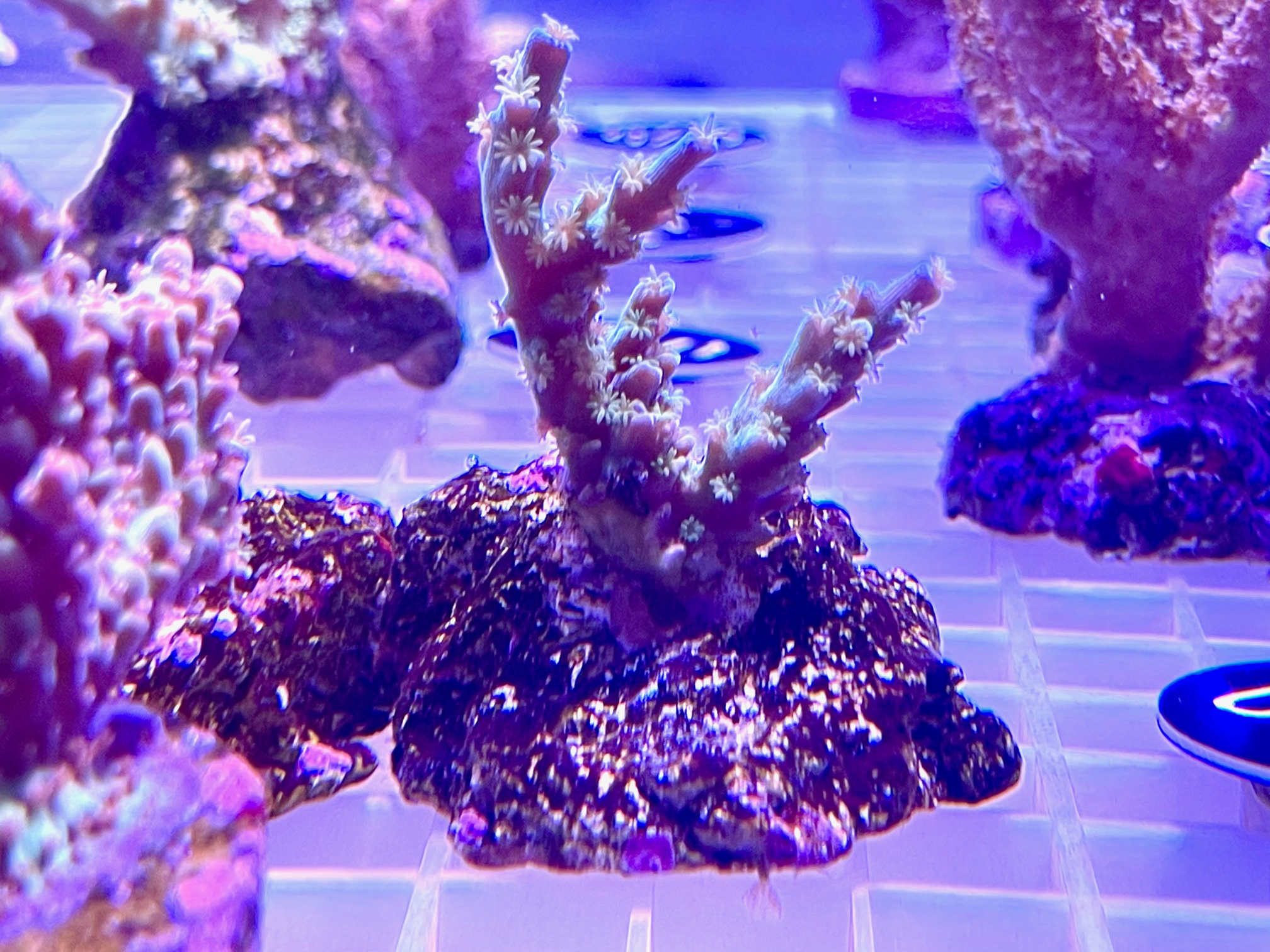 Acropora tenuis türkis/blau DNZ - Steinkoralle - WYSIWYG 066 Acropora tenuis türkis/blau DNZ - Steinkoralle - WYSIWYG 066