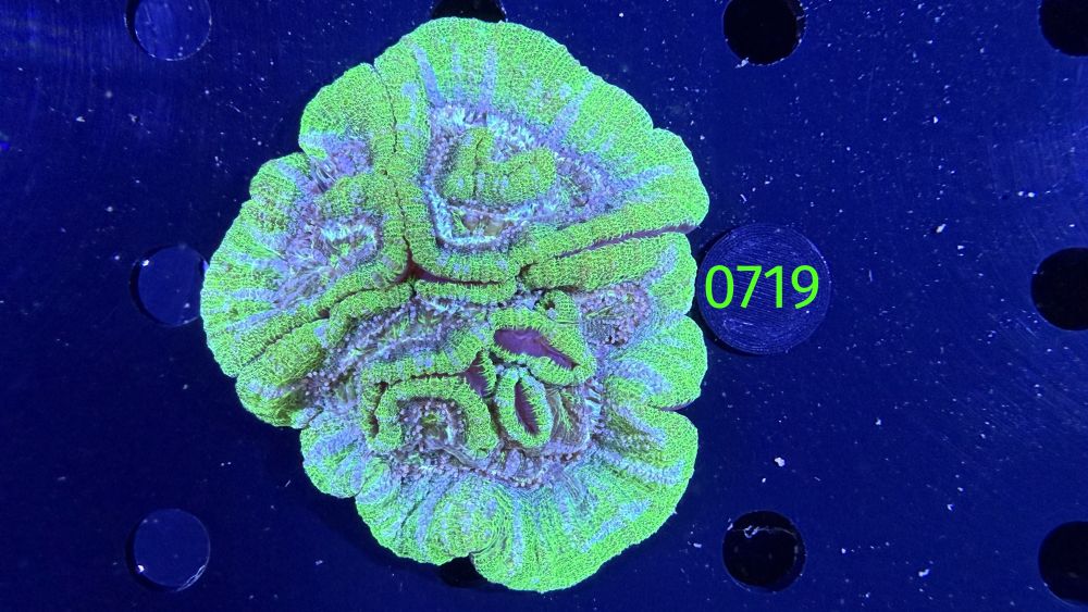 Symphyllia wilsoni WYSIWYG 0719