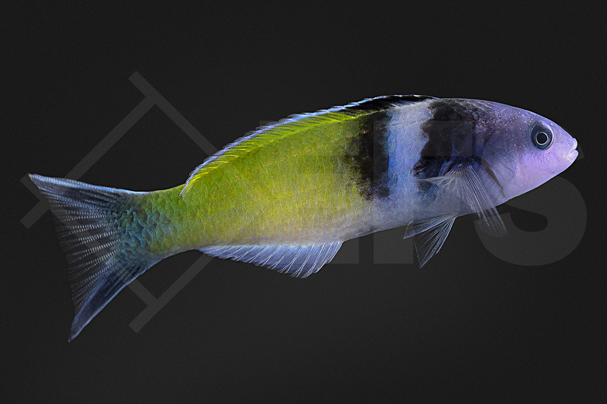 Thalassoma bifasciatum - Blaukopf Junker