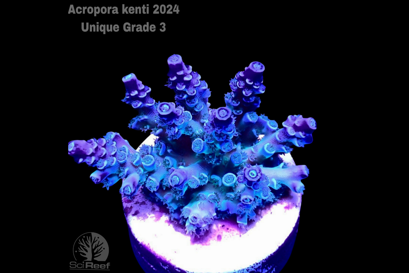 SciReef Acropora kenti Unique Grade 3 0300