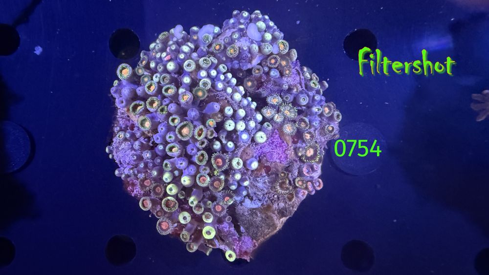 Zoanthus sp.  WYSIWYG 0754