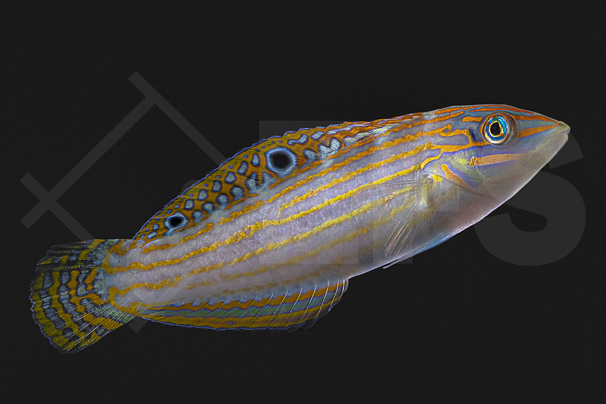 Halichoeres cosmetus - Schmuck Junker