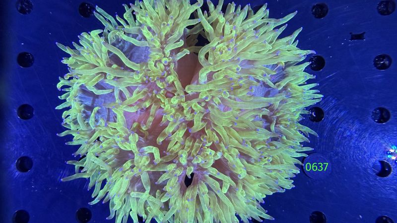 Catalaphyllia jardinei WYSIWYG 0637