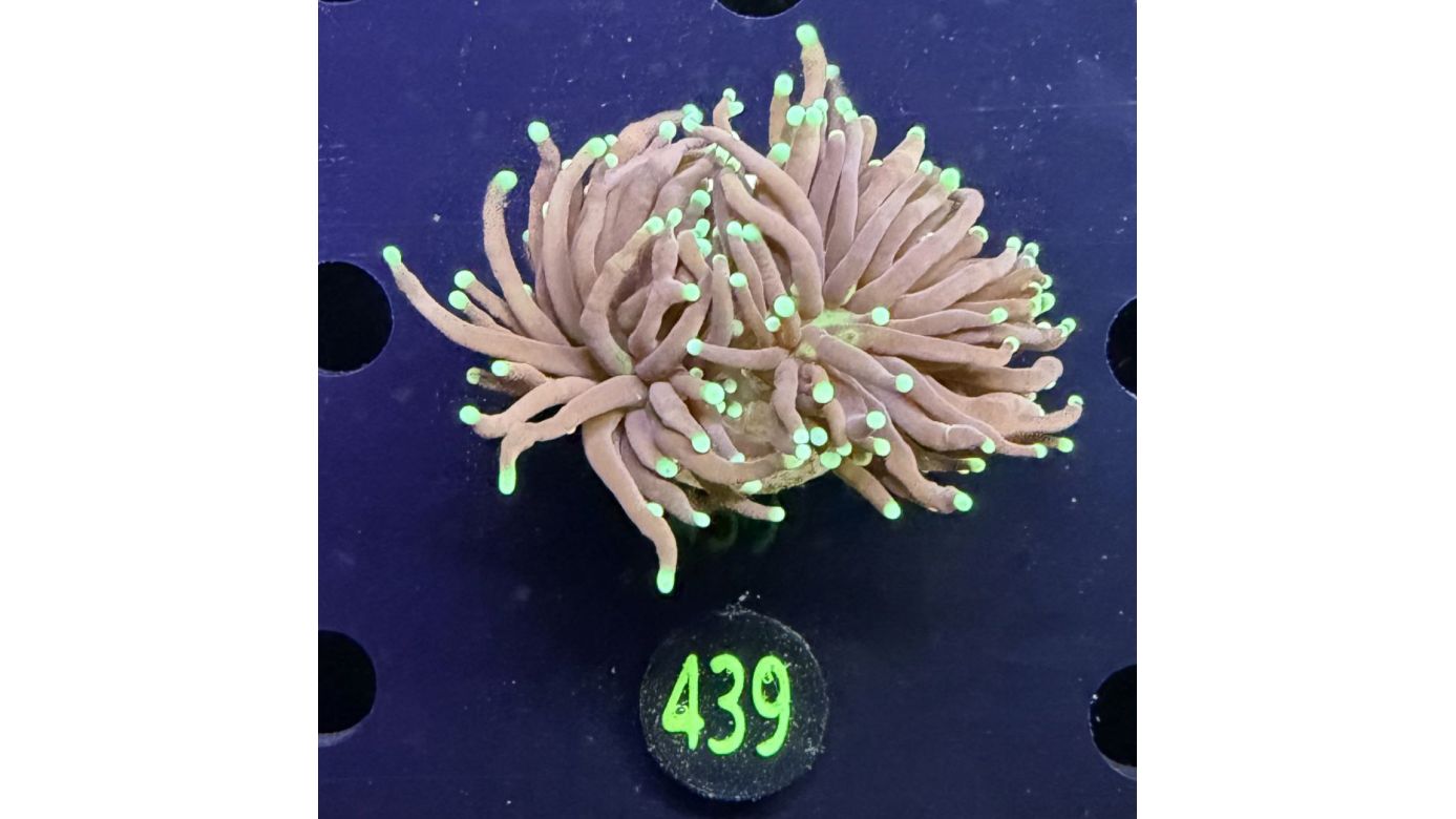 Euphyllia glabrescens - Fackelkoralle Torch "Black Torch" 0439