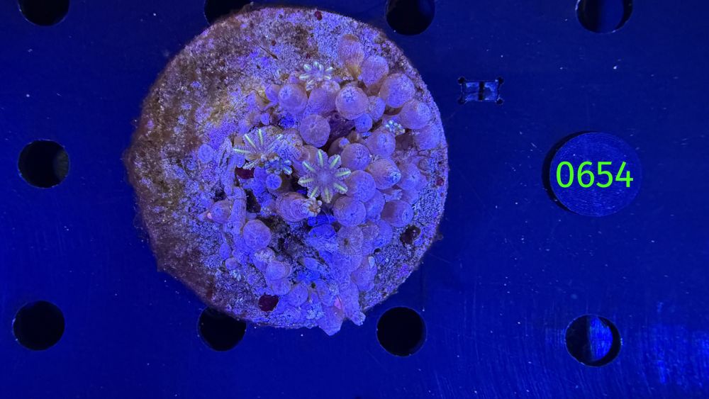 Clavularia spec. WYSIWYG 0654