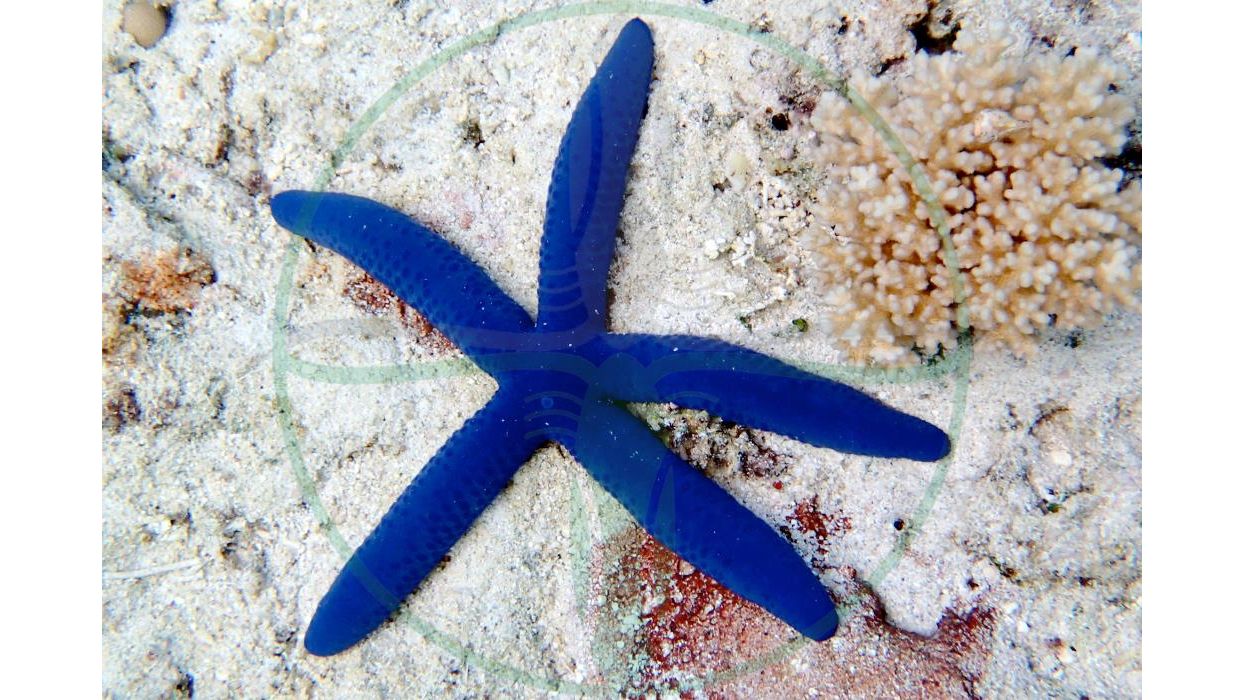 Linckia laevigata - Blauer Seestern