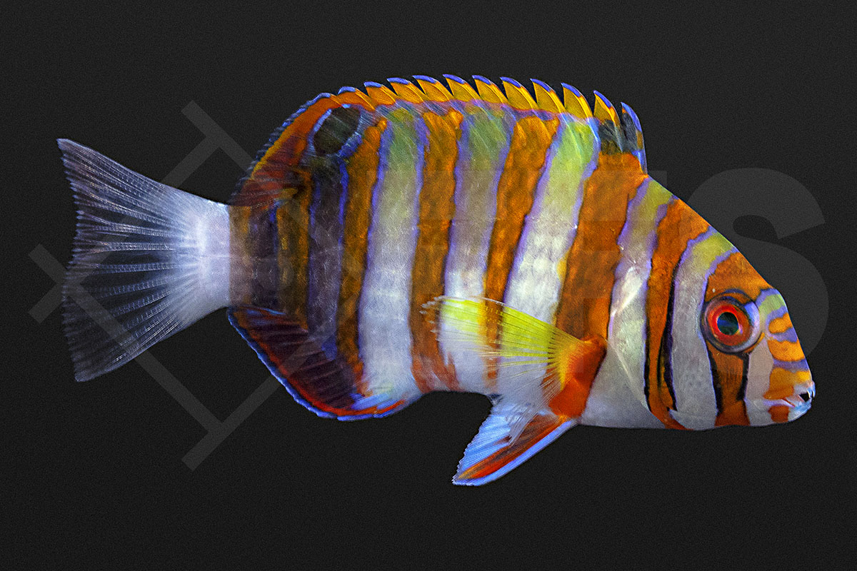 Choerodon fasciatus - Harlekin-Lippfisch Nachzucht