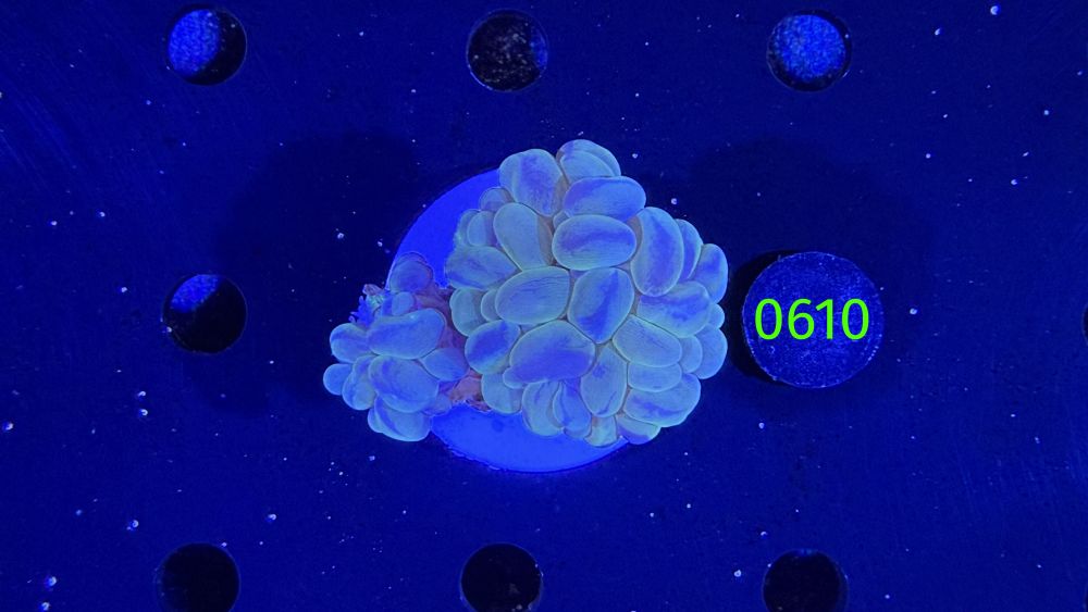 Plerogyra sinuosa - Blasenkoralle WYSIWYG 0610