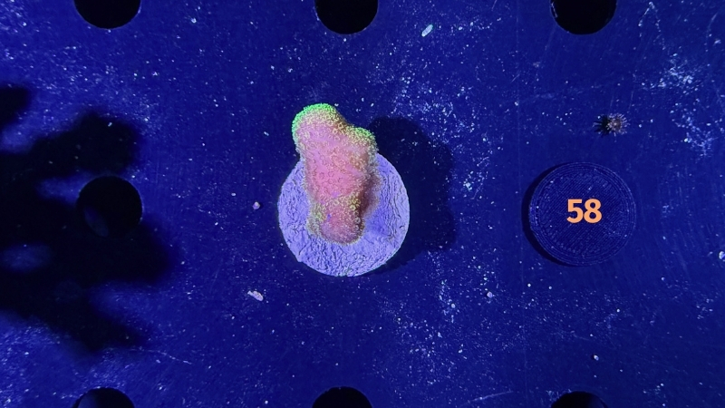 Stylophora pistillata - Steinkoralle "pink/grün" DNZ 0058