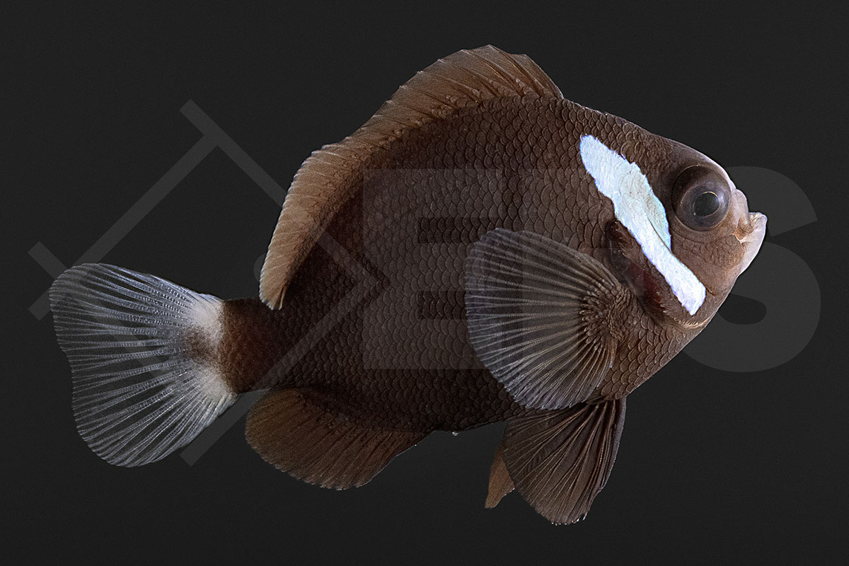 Amphiprion mccullochi - McCullochs Anemonenfisch Natur NZ