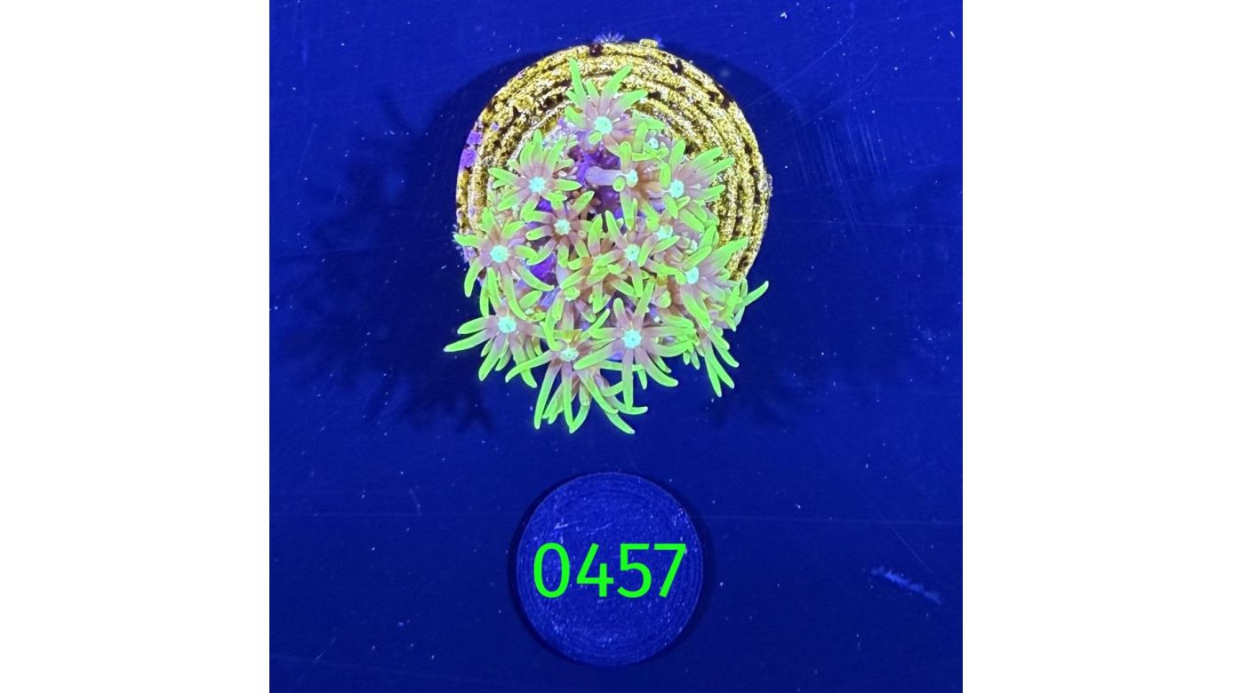 Briareum sp. - Affenhaar DNZ 0457