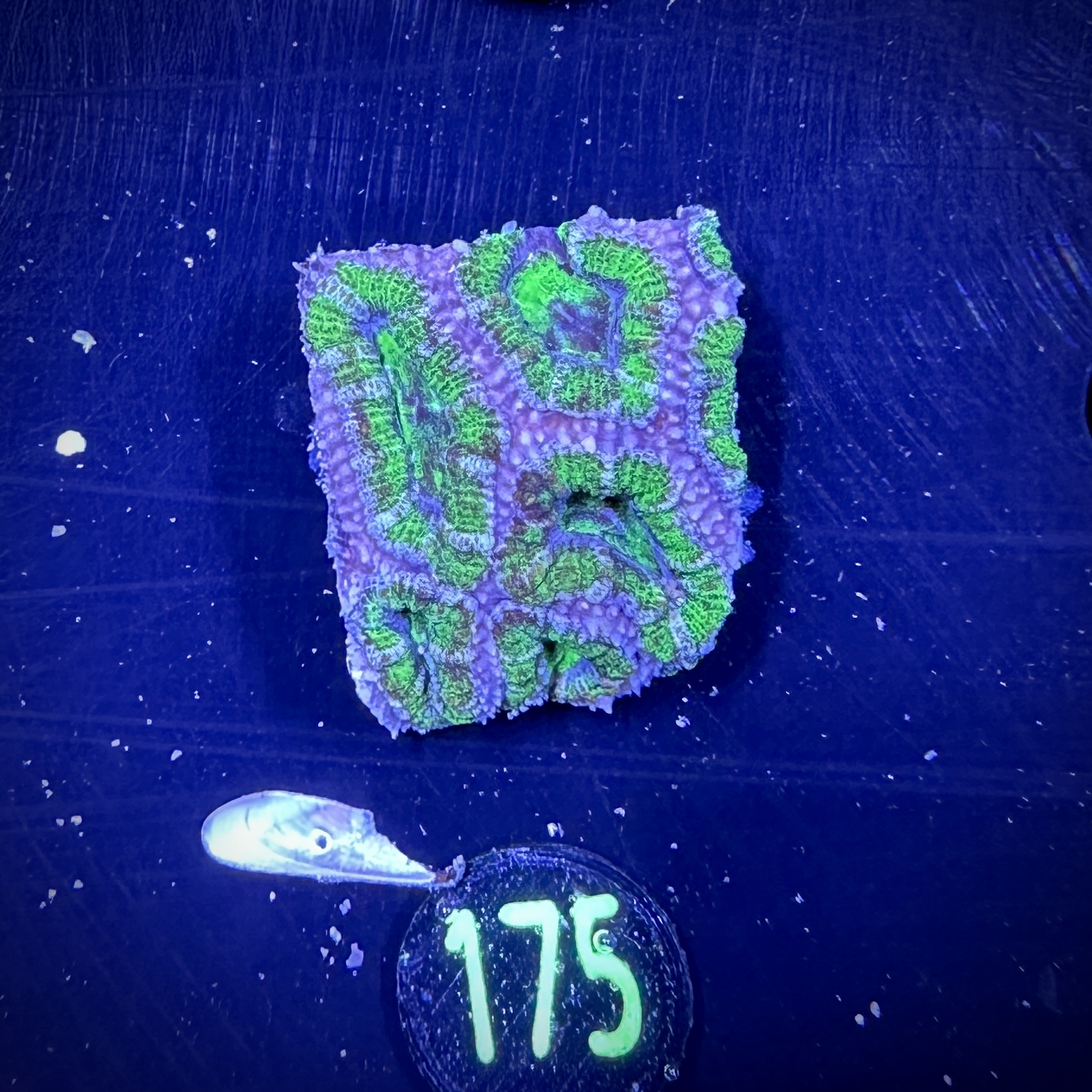 Acanthastrea lordhowensis -Ausi- 0175