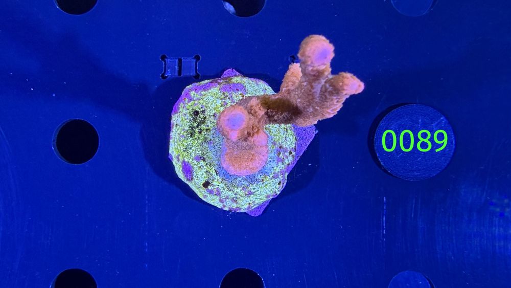 Montipora digitata - Steinkoralle "Rot" DNZ 0089