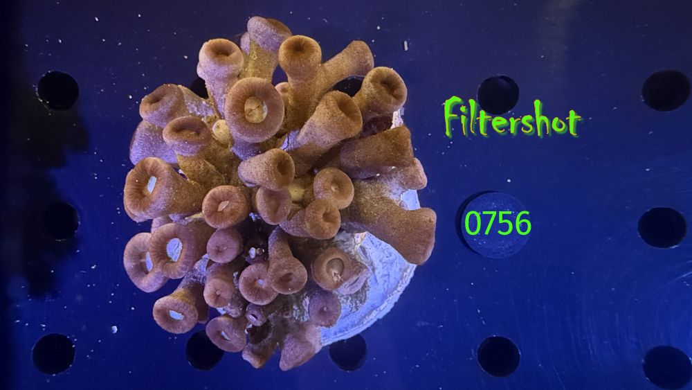 Zoanthus sp. WYSIWYG 0756