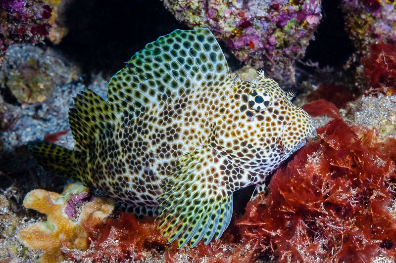 Exallias brevis - Leoparden-Schleimfisch