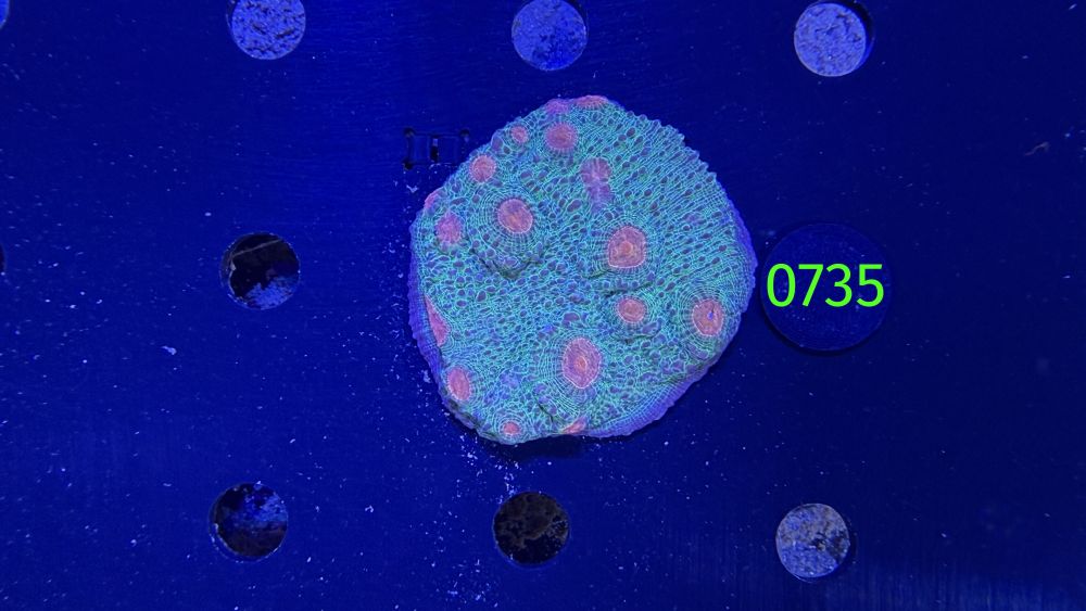 Echinophyllia/Chalice WYSIWYG 0735