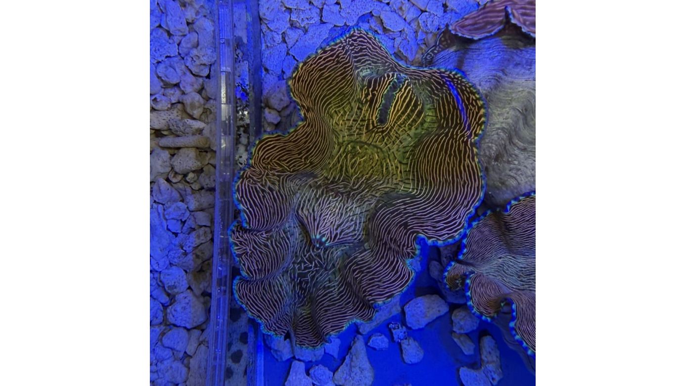 Tridacna derasa Muschel 10-11cm 0204