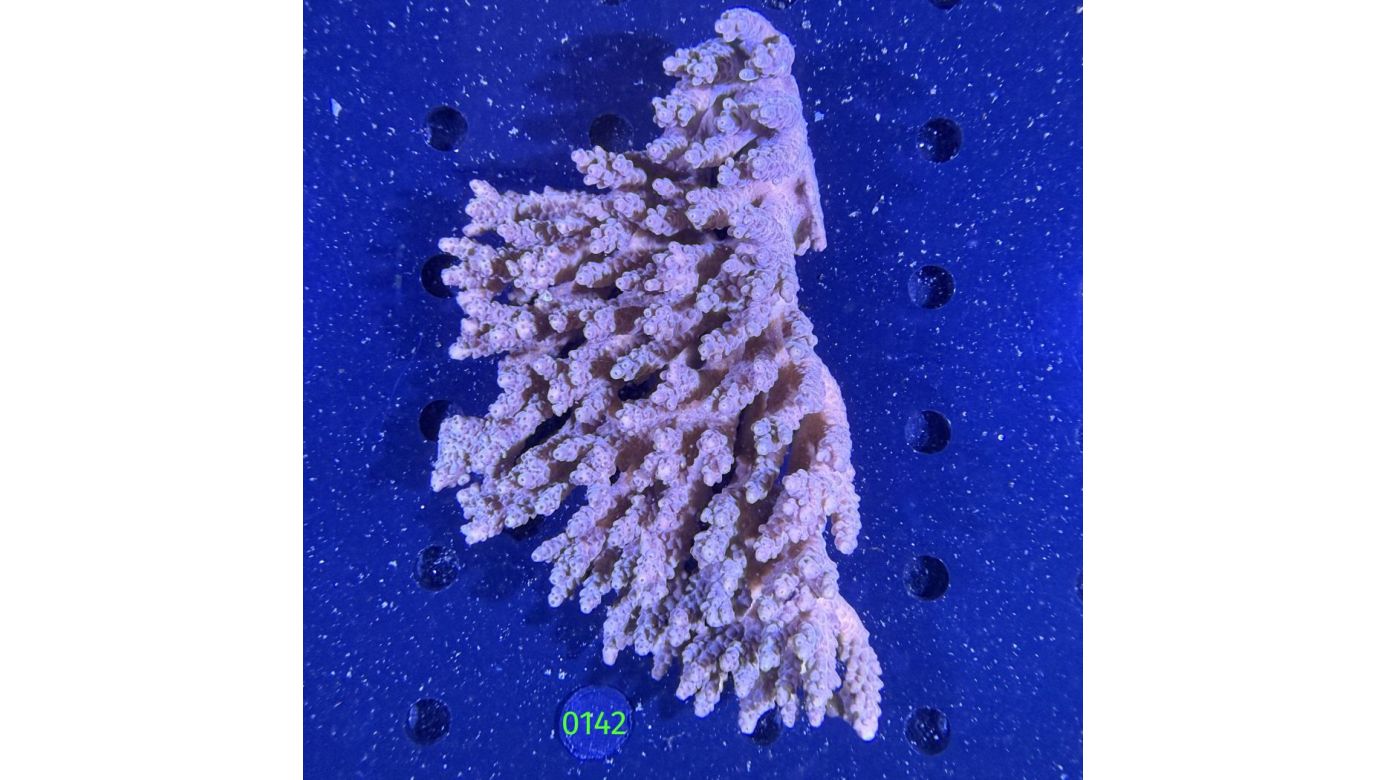 Acropora sp. WYSIWYG 0142