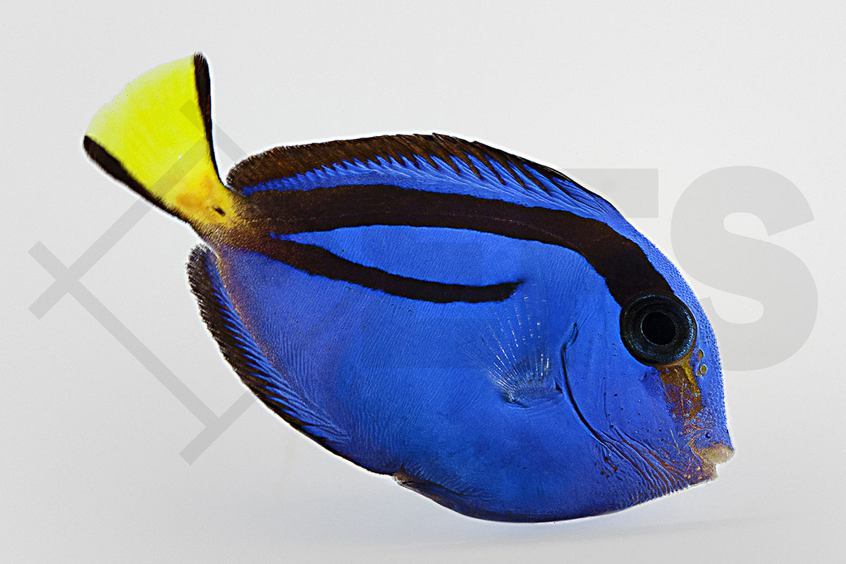 Paracanthurus hepatus - Paletten Doktorfisch