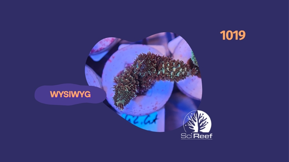 SciReef Acropora millepora TWIN Grade 2 Golden Apricot 0288-1019